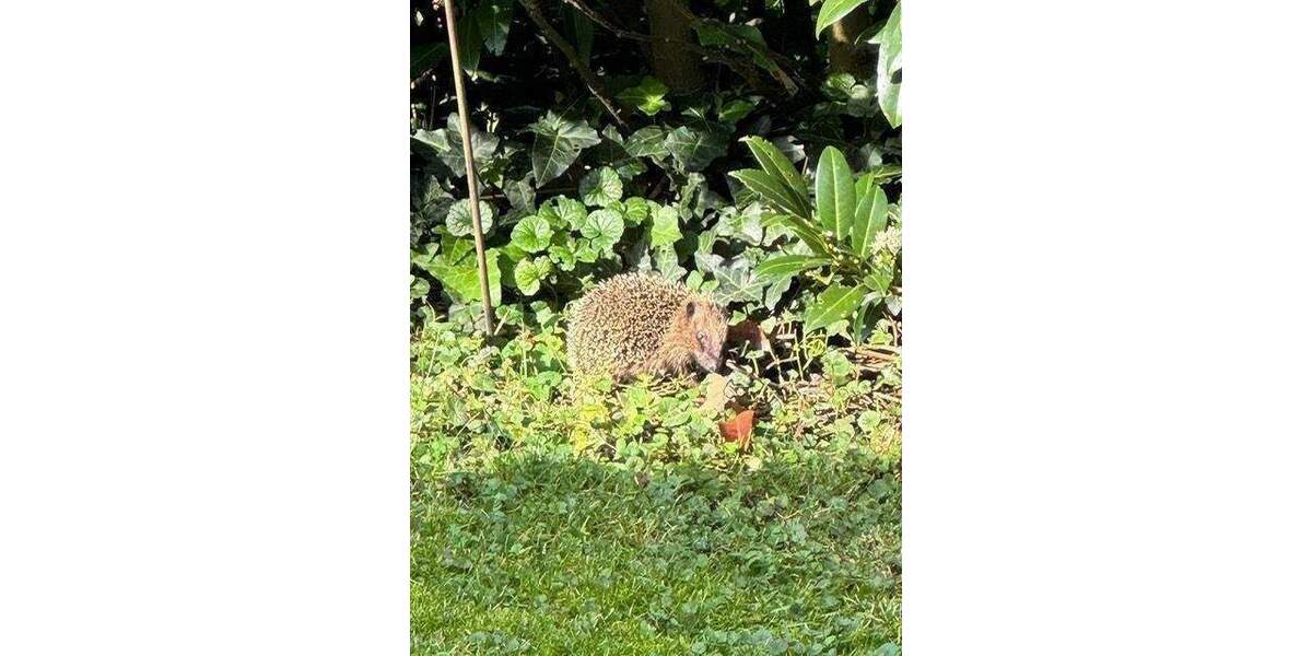 Reihenendhaus München Thalk.Obersendl.-Forsten-Fürstenr.-Solln - 5 Zimmer, 116 m&sup2;, 875.000&euro; | Angebot:26276068