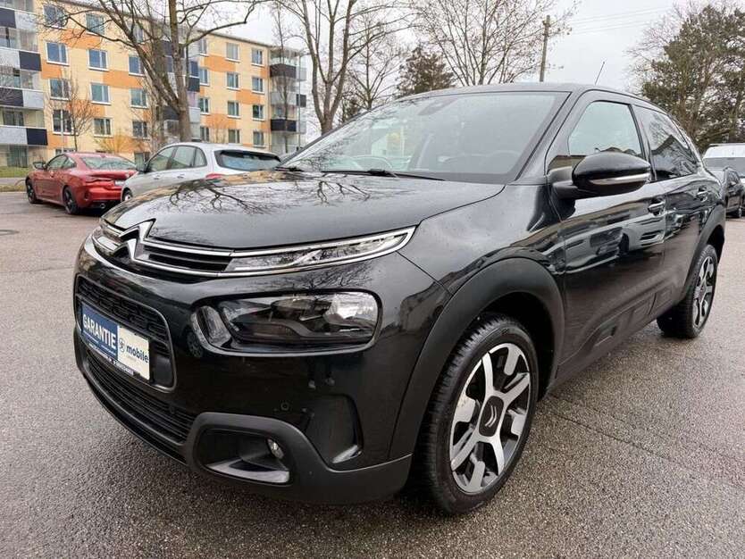 C4 Cactus