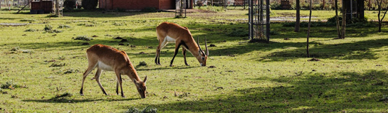 Wildpark Poing bei München