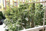 3-Zimmer-Wohnung nähe Elisabethplatz mit Südwest-Loggia - Etagenwohnung München / Schwabing-West West | Angebot:27092954