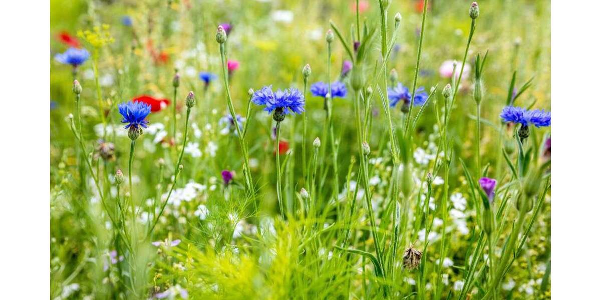 Grundstück Maisach - 369.000&euro; | Angebot:24540985