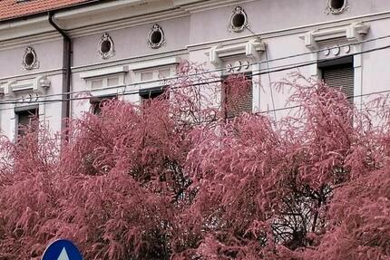 82mp 2 Zimmer Wohnung komplett saniert +18mp Garage in Temeswar zimmer