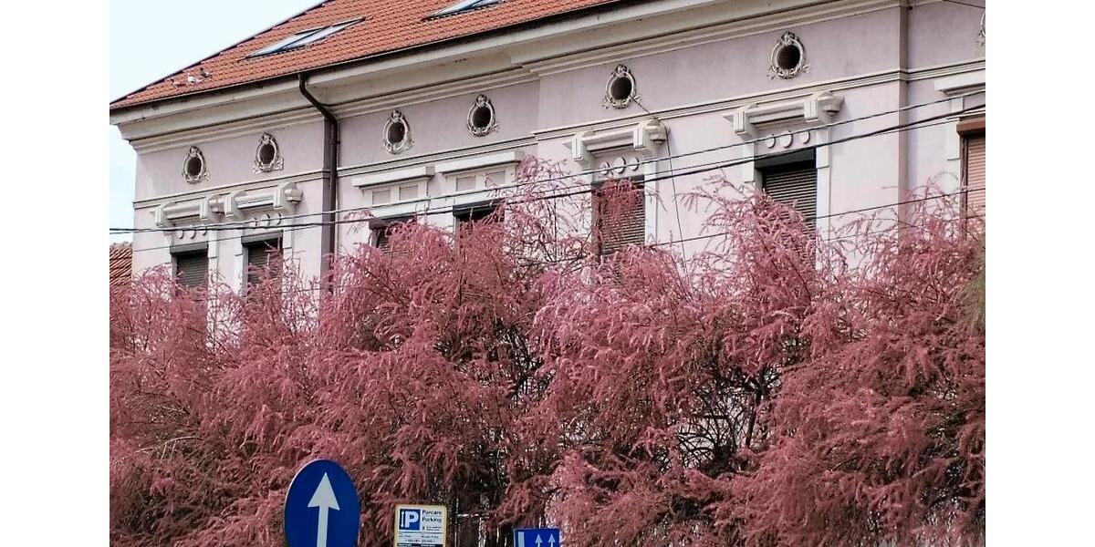 82mp 2 Zimmer Wohnung komplett saniert +18mp Garage in Temeswar zimmer