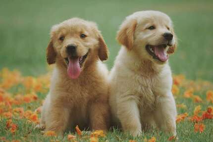 Grundstück Maisach - 736.000&euro; | Angebot:24540986