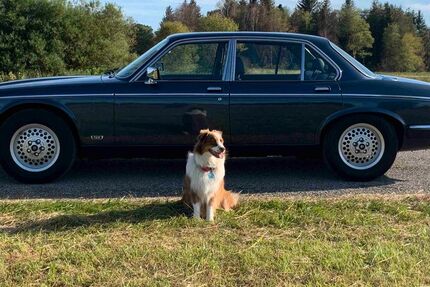 Jaguar Daimler 135.000 km 19.900 € Feldafing 82340