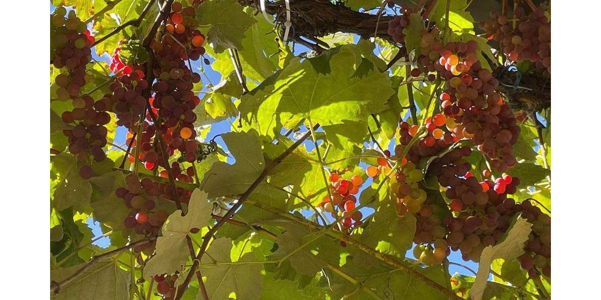 Gartenwohnung, frisch renoviert mit neuer Heiztechnik, 4+2 Zimmer 6 zimmer