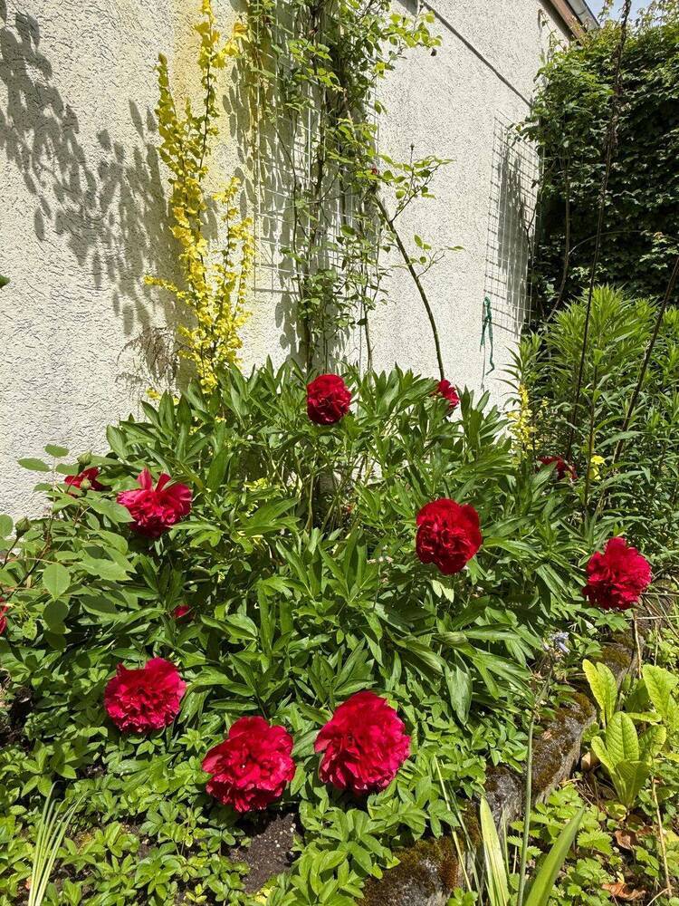 Charmante, gepflegte DHH mit großem Garten und Potential