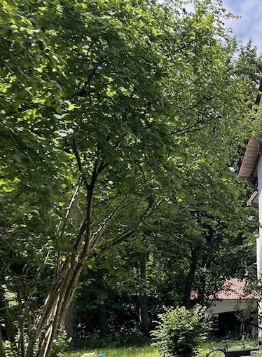 Grundstück zu verkaufen in Gräfelfing 1.990.000 € 1254 m²